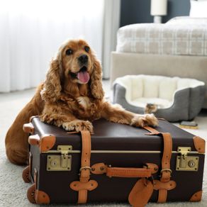 perro con maleta